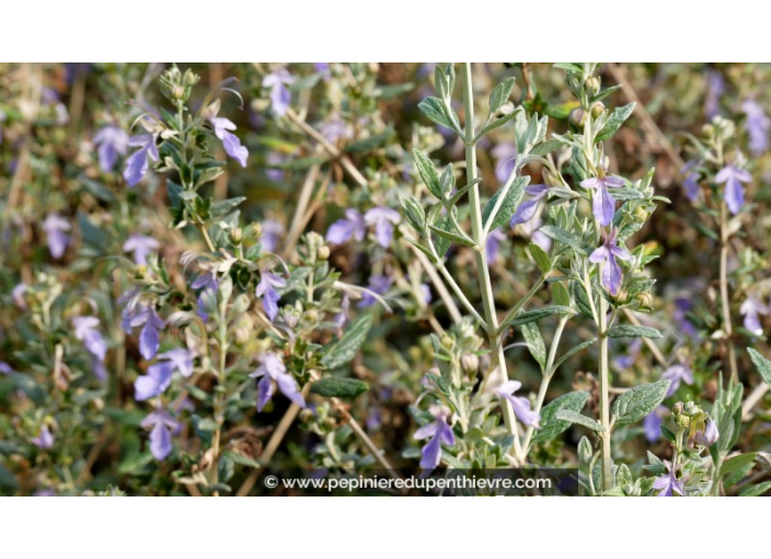 TEUCRIUM fruticans 'Azureum'