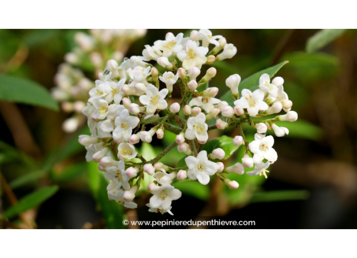 VIBURNUM x burkwoodii