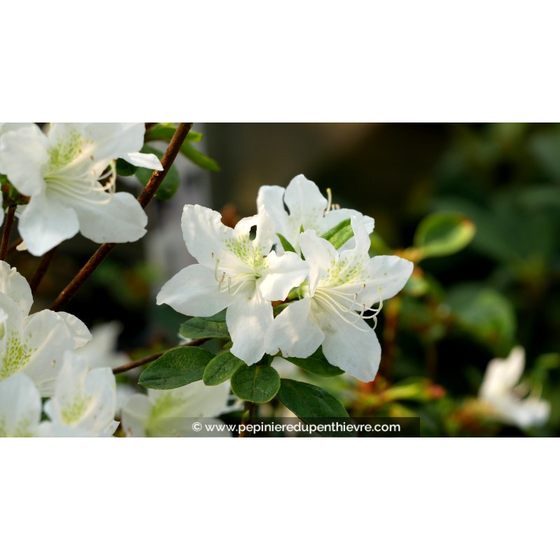 Azalée 'White lady', AZALEA, blanc, persistant-Pépinière du Penthièvre ...