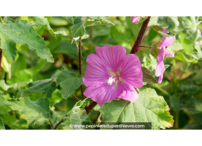 LAVATERA 'Burgundy Wine'