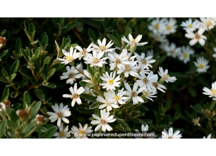 OLEARIA x scilloniensis 'Compacta'