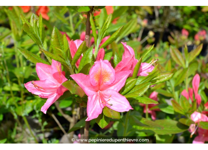 AZALEA mollis 'Jolie Madame' (rose)