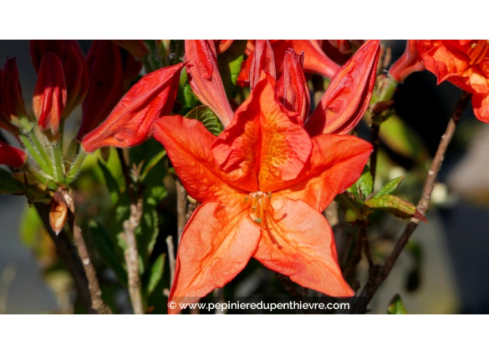 AZALEA mollis 'Saturnus' (rouge orangé)