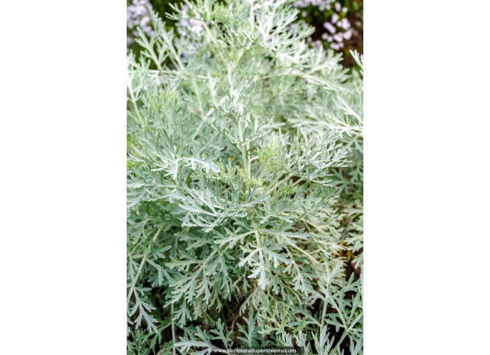 ARTEMISIA 'Powis Castle'