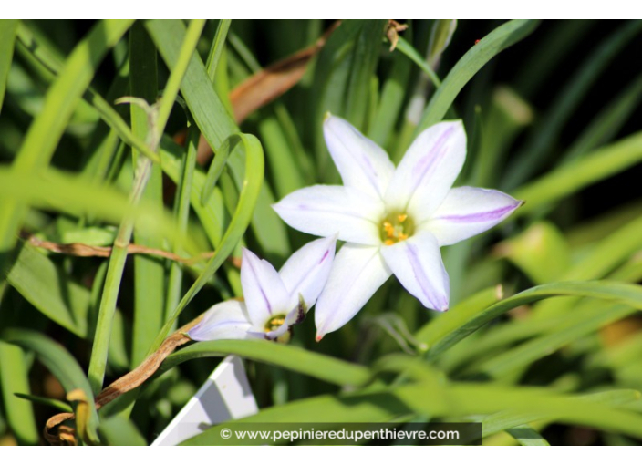 IPHEION 'Wisley Blue'