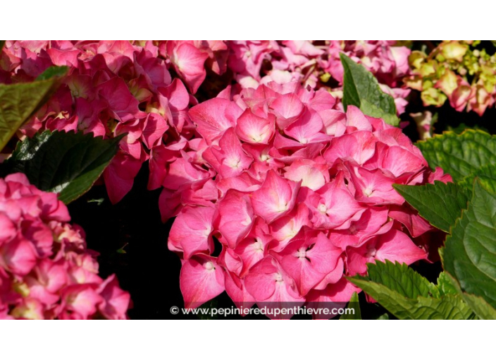 HYDRANGEA macrophylla 'Masja'