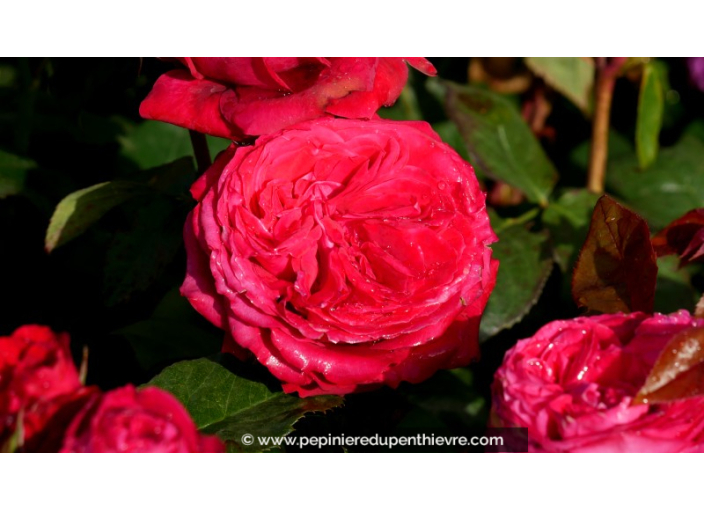 ROSIER 'Noémie de Rothschild'®