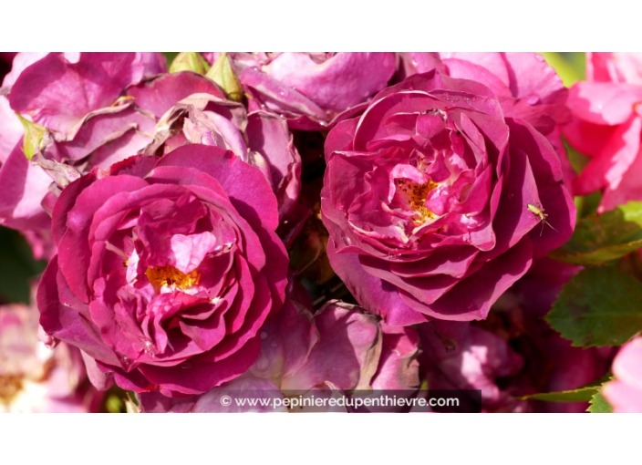 ROSIER 'Purple Breeze'®