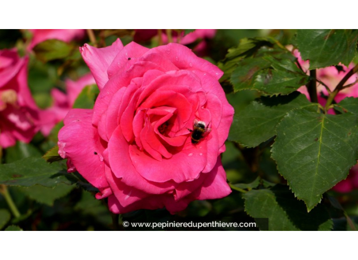 ROSIER 'Royal Rose'®