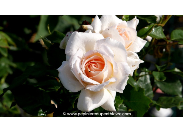 ROSIER 'Sweet Love'®