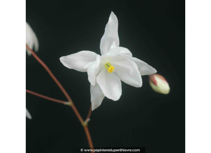 EPIMEDIUM x youngianum 'Niveum'