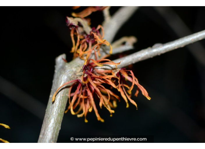 HAMAMELIS x intermedia 'Jelena'