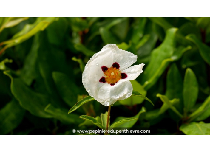 CISTUS x purpureus 'Alan Fradd'