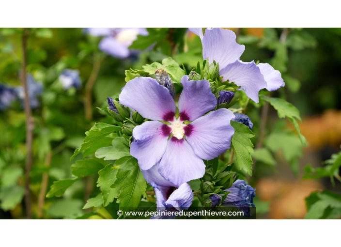 HIBISCUS syriacus 'Oiseau Bleu'