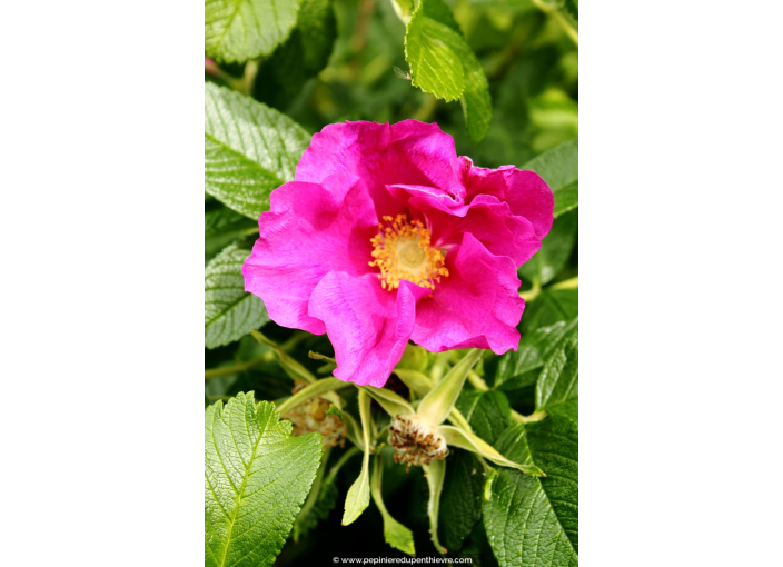 ROSA rugosa 'Rubra'