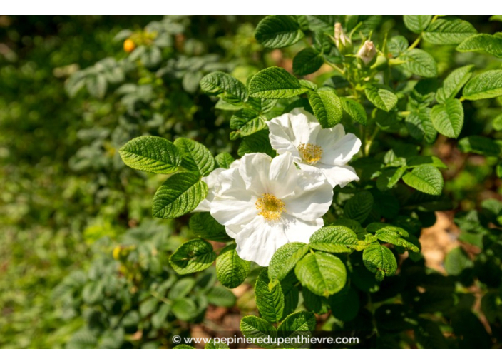 ROSA rugosa 'Alba'