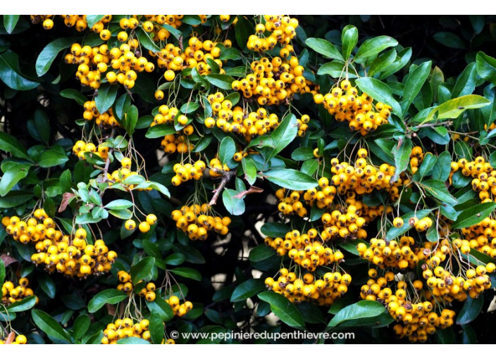 PYRACANTHA 'Saphyr Jaune'®