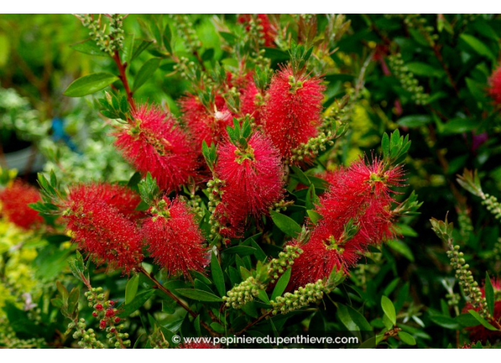 CALLISTEMON laevis