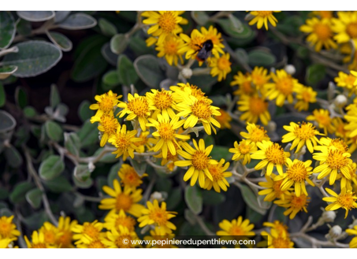 SENECIO greyi