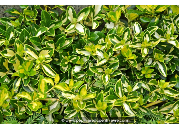 EUONYMUS fortunei 'Blondy'