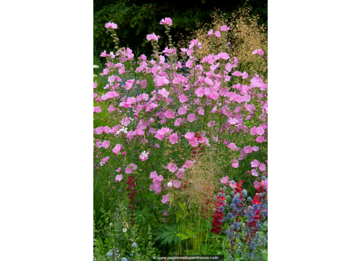 LAVATERA olbia 'Rosea'