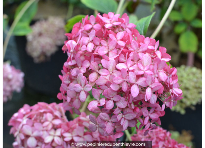 HYDRANGEA arborescens 'Pink Annabelle'