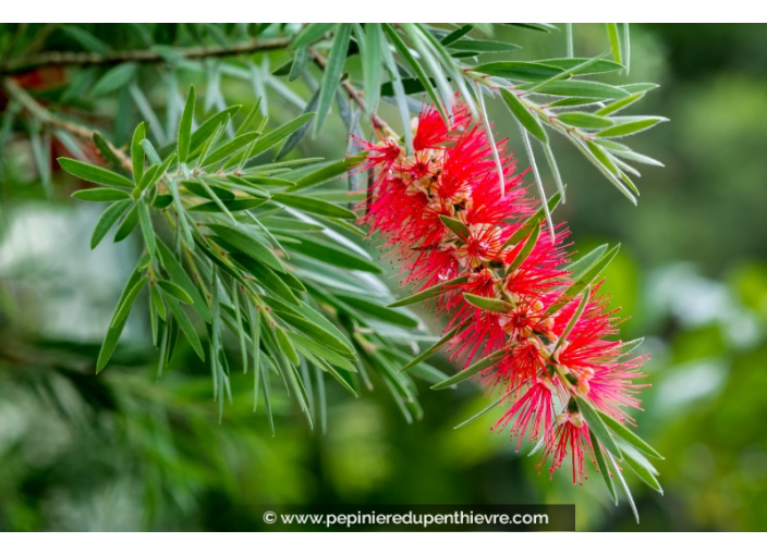 CALLISTEMON rigidus