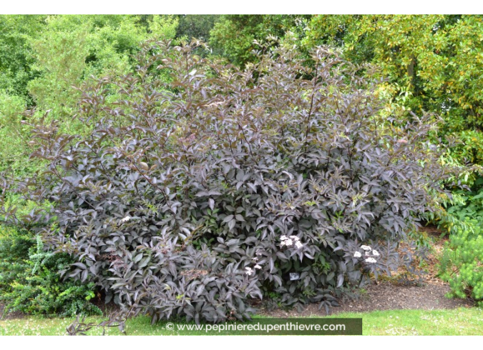 SAMBUCUS nigra 'Black Beauty'