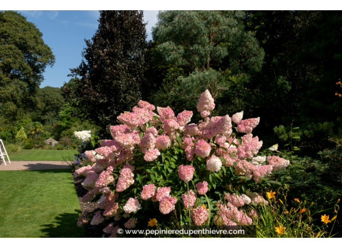 HYDRANGEA paniculata Vanille Fraise©