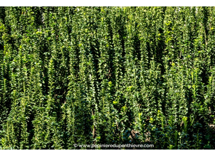 EUONYMUS japonicus 'Benkomasaki'