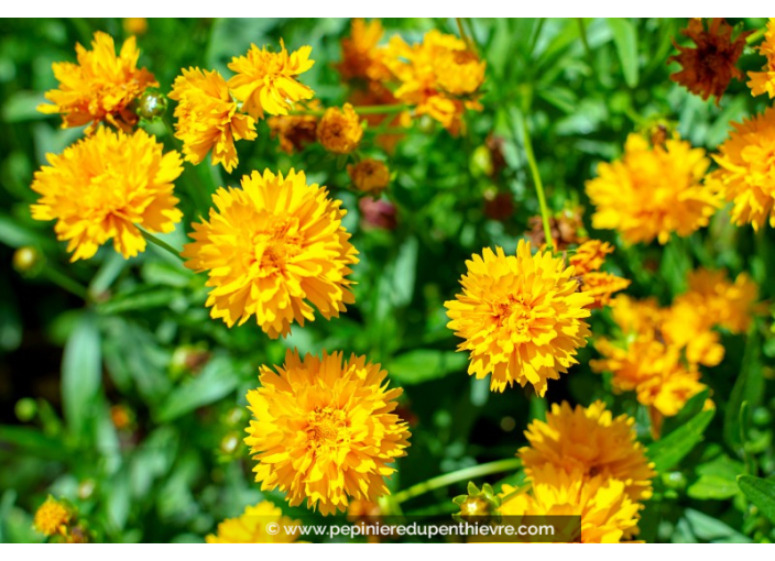 COREOPSIS grandiflora 'Early Sunrise'