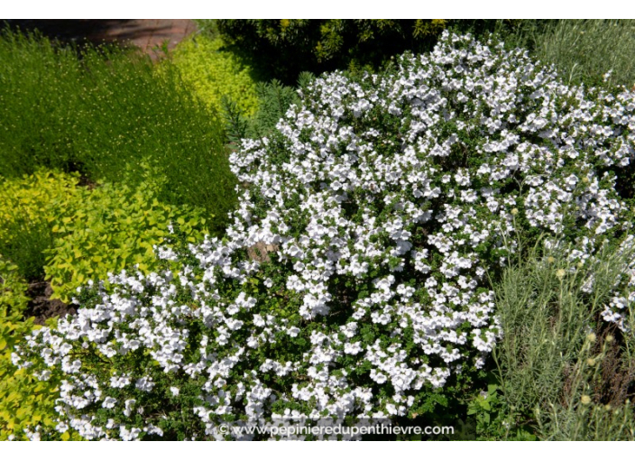 PROSTANTHERA cuneata