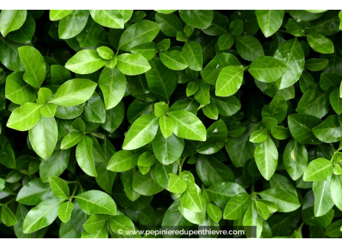 EUONYMUS japonicus