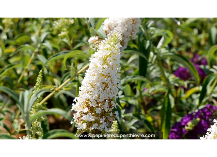 BUDDLEJA davidii 'White Bouquet'