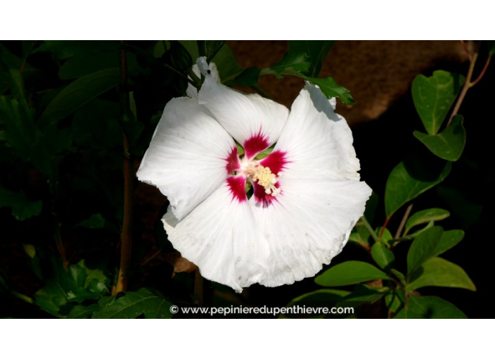 HIBISCUS syriacus 'Sup'Heart'®