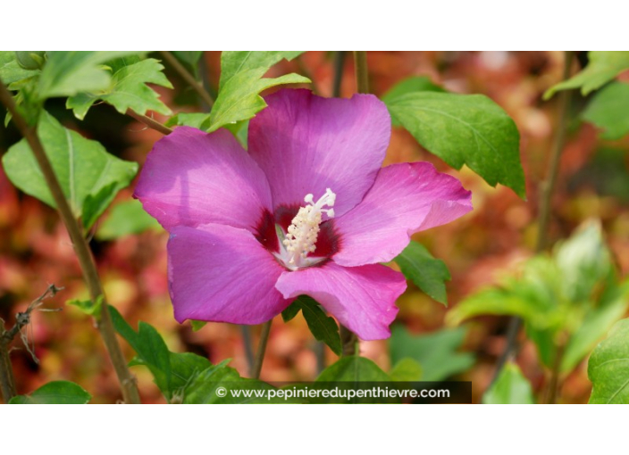 HIBISCUS syriacus 'Woodbridge'