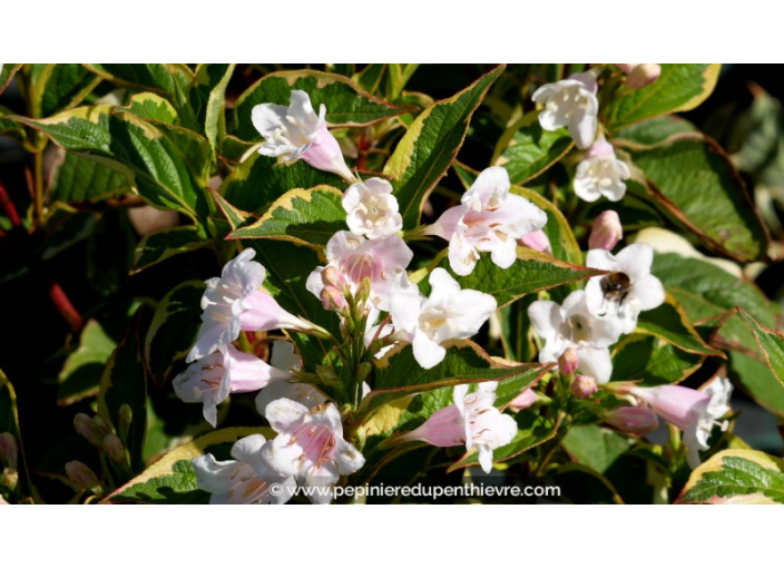 WEIGELA florida 'Variegata'