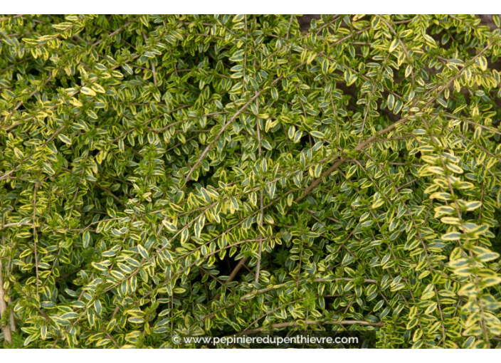 LONICERA nitida 'Lemon Beauty'