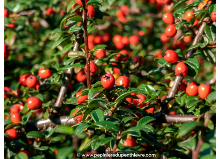 COTONEASTER dammeri 'Skogholm'