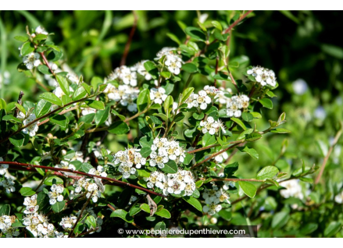 COTONEASTER dammeri 'Major'