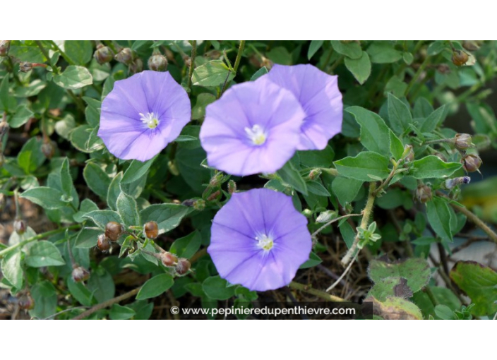 CONVOLVULUS sabatius ssp. mauritanicus