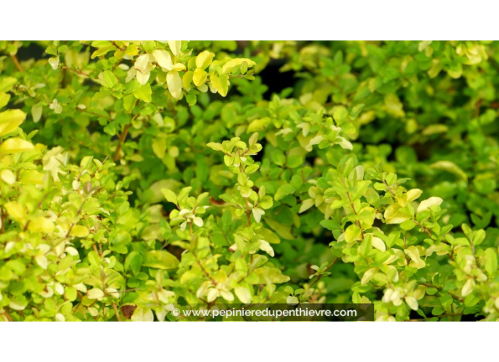 LIGUSTRUM sinensis 'Lemon & Lime'®