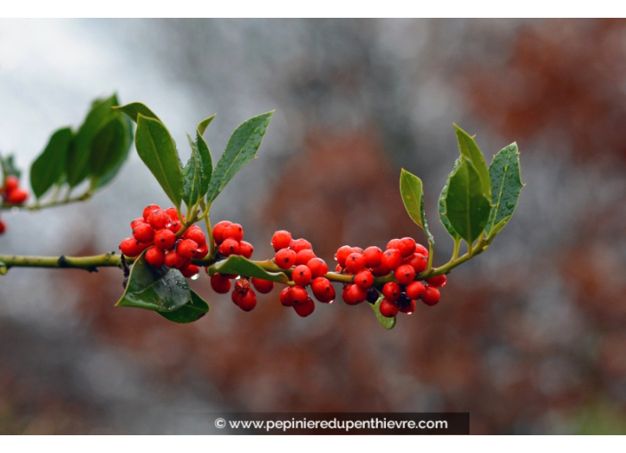 ILEX aquifolium 'J. C. van Tol'