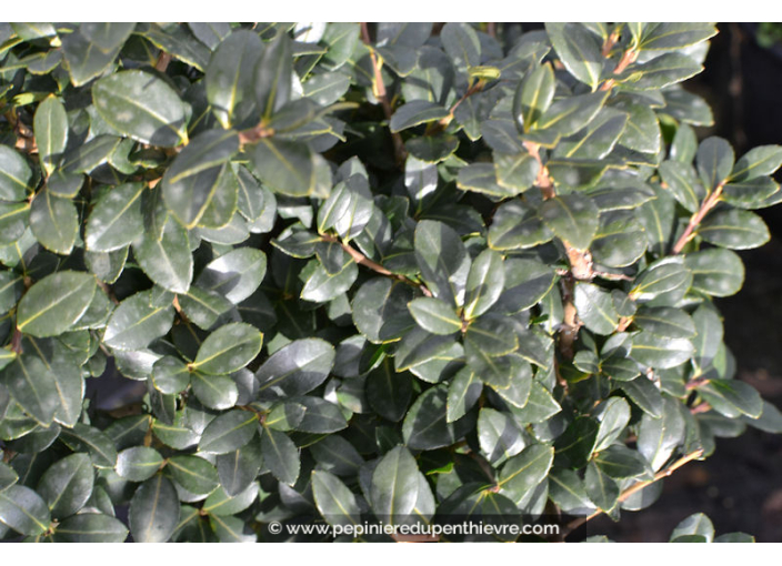 ILEX crenata 'Green Edge'