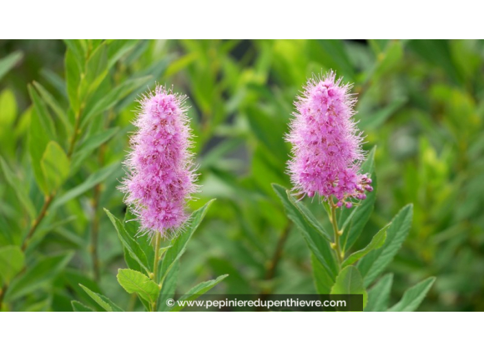 SPIRAEA x billardii