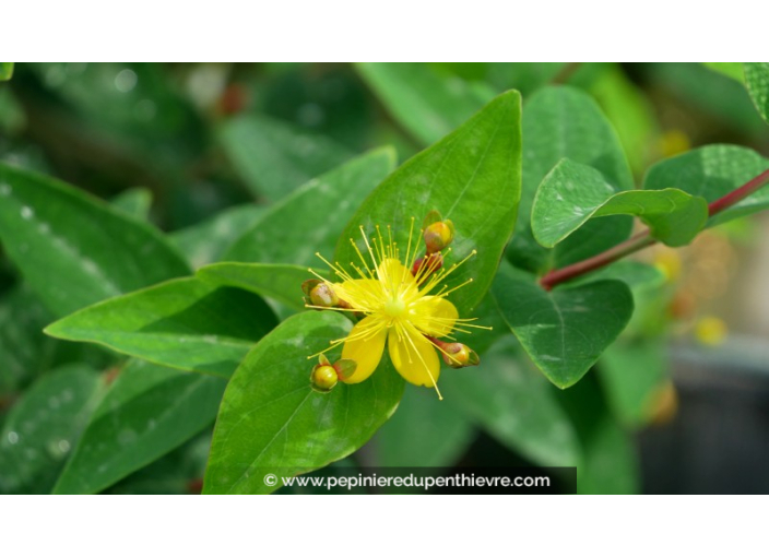 HYPERICUM inodorum 'Elstead'