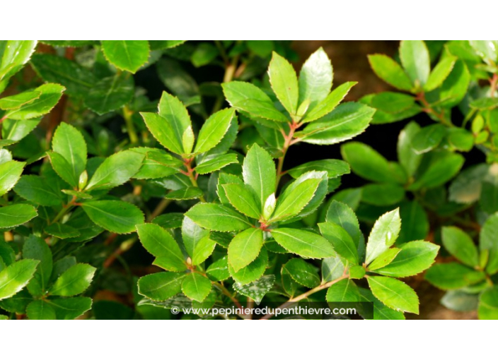 ARBUTUS unedo 'Compacta'