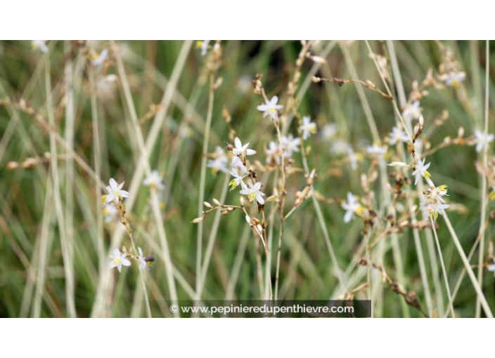 ANTHERICUM saundersiae 'Starlight'