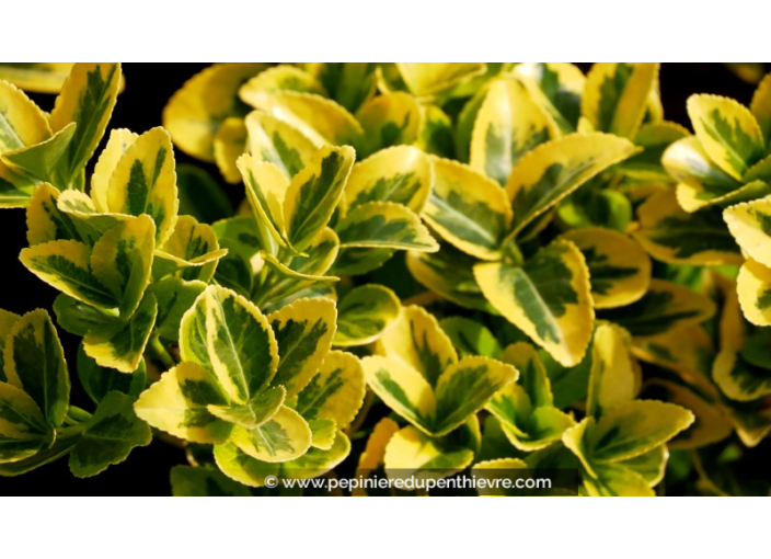 EUONYMUS japonicus 'Aureomarginatus'