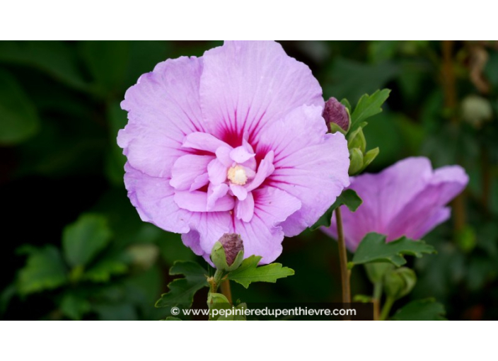 HIBISCUS syriacus 'Lavender Chiffon'®